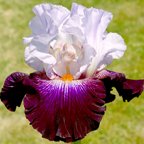 Snowed In - tall bearded Iris