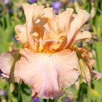 Soft As Silk - tall bearded Iris