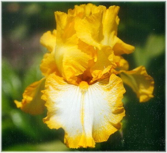 Waltz Across Texas - reblooming tall bearded Iris